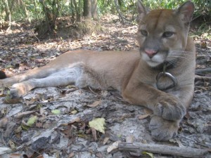 puma