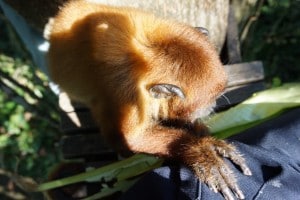 Beautiful howler monkey