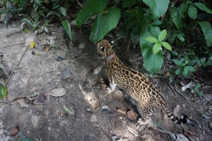 Ocelot exploring the jungle