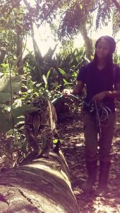 Volunteer Lauren walking with ocelot kevo