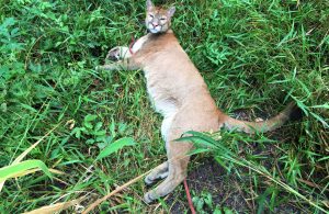 Carlos the Puma Today!