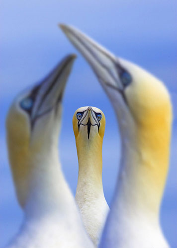 Winner of the "Animals Portrait" Category