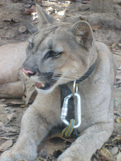 Puma in Ambue Ari
